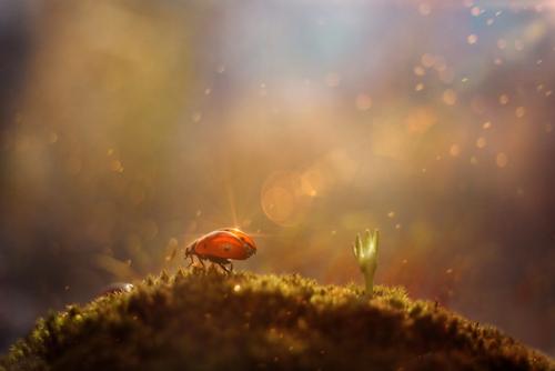 Теплое, уютное макро от фотографа Андрея пересунько. 05