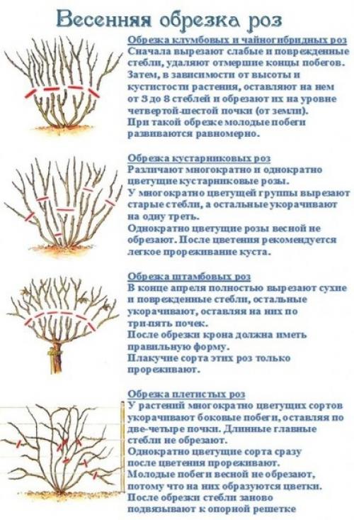 Обрезка растений способствует нормальному росту, развитию и цветению, она помогает придать кустарнику опрятную и красивую форму. 01