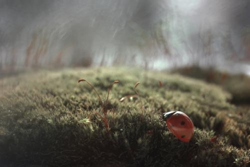 Теплое, уютное макро от фотографа Андрея пересунько. 04