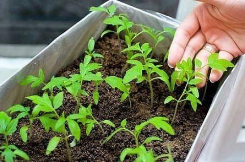 Посадка семян в КИПЯТОК. 01 Посадка семян в КИПЯТОК. 01