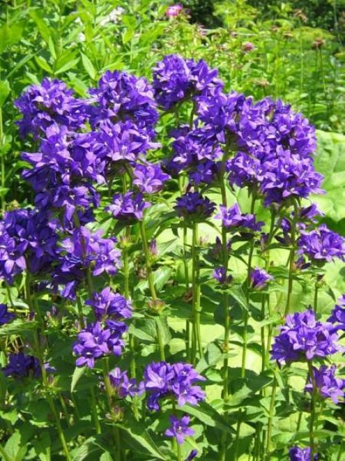 Что посадить в тени? 05