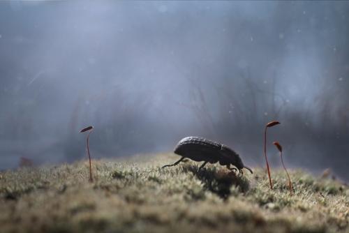 Теплое, уютное макро от фотографа Андрея пересунько. 08