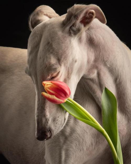 Фотографы - анималисты пол кроес и Инге нелис действительно умеют снимать классные собачьи портреты. 01
