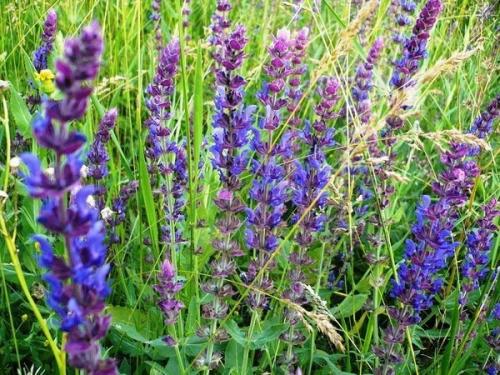 13 полезных растений на вашем участке. 04 13 полезных растений на вашем участке. 04