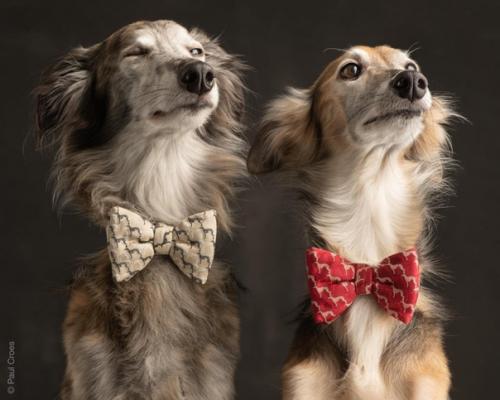 Фотографы - анималисты пол кроес и Инге нелис действительно умеют снимать классные собачьи портреты. 04