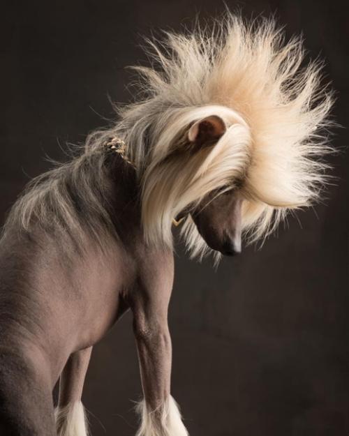 Фотографы - анималисты пол кроес и Инге нелис действительно умеют снимать классные собачьи портреты. 06