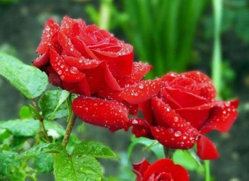 Обрезка растений способствует нормальному росту, развитию и цветению, она помогает придать кустарнику опрятную и красивую форму. 06