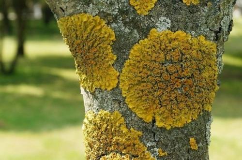 Почему вы зря деревья от лишайника белите? 

