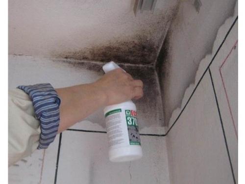 Полезные советы - как вывести плесень. 01 Полезные советы - как вывести плесень. 01