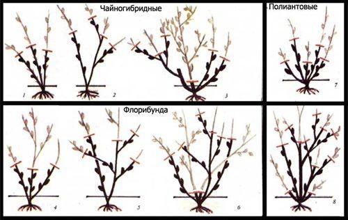 Обрезка растений способствует нормальному росту, развитию и цветению, она помогает придать кустарнику опрятную и красивую форму. 04