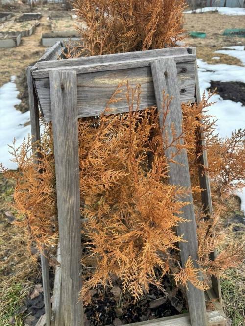 Ваши вопросы: пожелтела совсем туя после зимы.  
