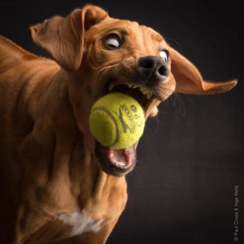 Фотографы - анималисты пол кроес и Инге нелис действительно умеют снимать классные собачьи портреты. 03