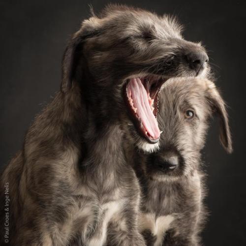 Фотографы - анималисты пол кроес и Инге нелис действительно умеют снимать классные собачьи портреты. 08