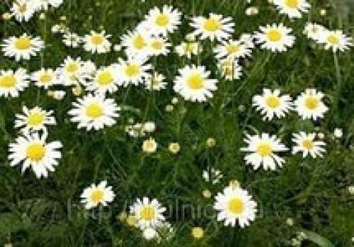 13 полезных растений на вашем участке. 06 13 полезных растений на вашем участке. 06