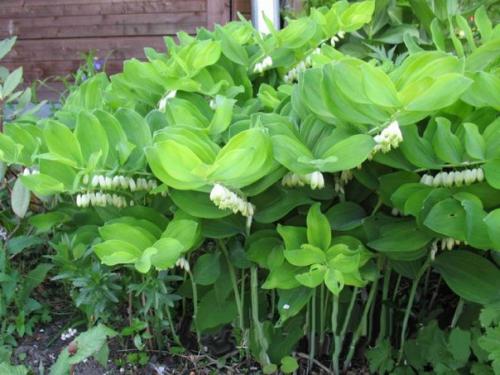 Что посадить в тени? 06