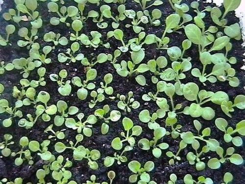 Посадка семян в КИПЯТОК. 03 Посадка семян в КИПЯТОК. 03