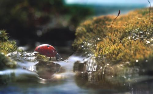 Теплое, уютное макро от фотографа Андрея пересунько. 01