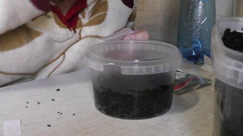 Посадка семян в КИПЯТОК. 04 Посадка семян в КИПЯТОК. 04