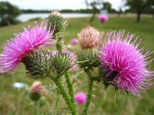 13 полезных растений на вашем участке. 05 13 полезных растений на вашем участке. 05