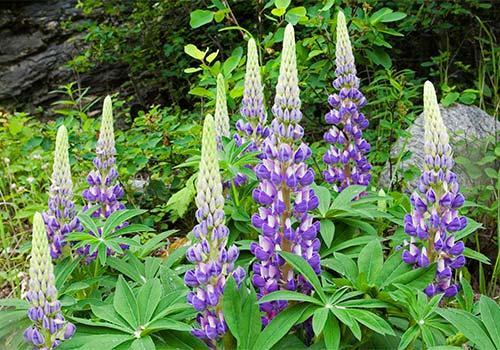 Зачем сажать цветы на огороде. 02 Зачем сажать цветы на огороде. 02