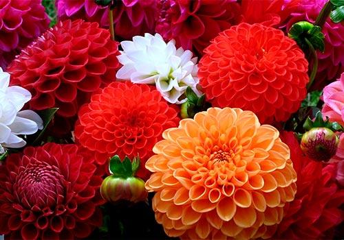 Зачем сажать цветы на огороде. 07 Зачем сажать цветы на огороде. 07