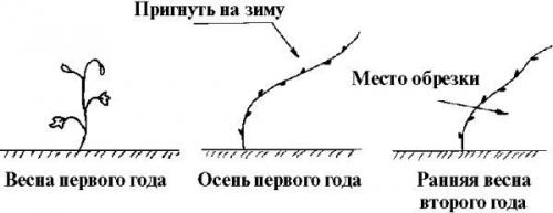 Обрезка винограда от а до я. 01 Обрезка винограда от а до я. 01