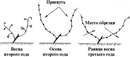 Обрезка винограда от а до я. 02 Обрезка винограда от а до я. 02