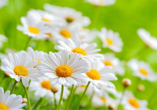 Зачем сажать цветы на огороде. 06 Зачем сажать цветы на огороде. 06