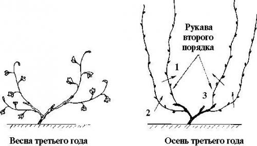 Обрезка винограда от а до я. 03 Обрезка винограда от а до я. 03