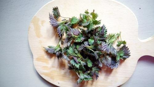 Одна крапива семерых лекарей заменяет. 02