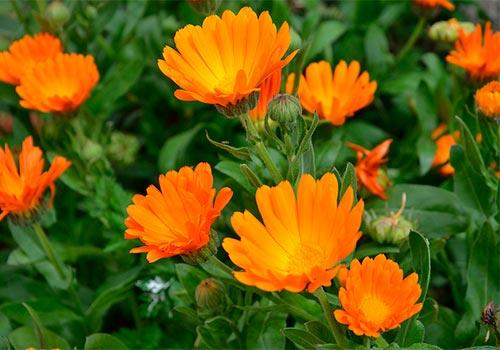 Зачем сажать цветы на огороде. 04 Зачем сажать цветы на огороде. 04