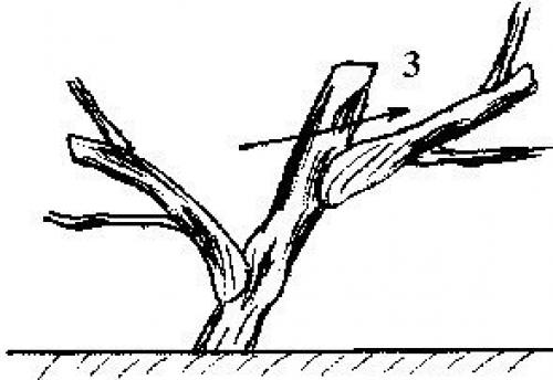 Обрезка винограда от а до я. 04 Обрезка винограда от а до я. 04