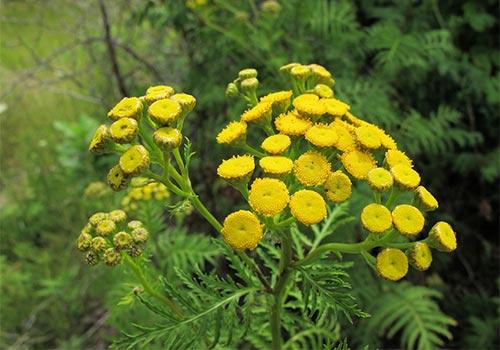 Зачем сажать цветы на огороде. 05 Зачем сажать цветы на огороде. 05