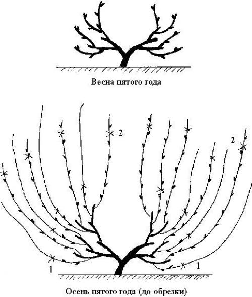 Обрезка винограда от а до я. 06 Обрезка винограда от а до я. 06