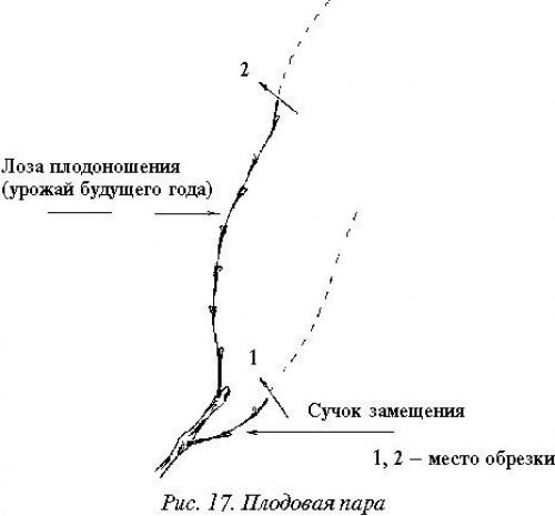Обрезка винограда от а до я. 08 Обрезка винограда от а до я. 08