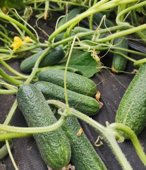 Личные наблюдения и статистика по качеству сортов огурцов. 01 Личные наблюдения и статистика по качеству сортов огурцов. 01