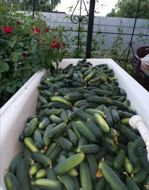 Личные наблюдения и статистика по качеству сортов огурцов. 03 Личные наблюдения и статистика по качеству сортов огурцов. 03