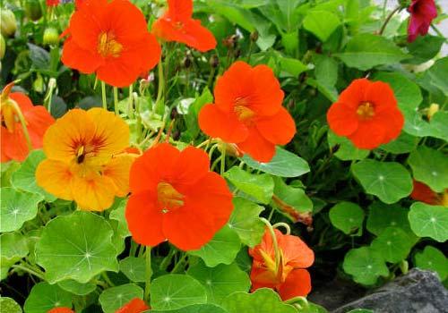 Зачем сажать цветы на огороде. 03 Зачем сажать цветы на огороде. 03