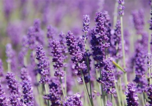 Зачем сажать цветы на огороде. 01 Зачем сажать цветы на огороде. 01