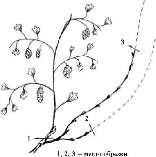 Обрезка винограда от а до я. 09 Обрезка винограда от а до я. 09