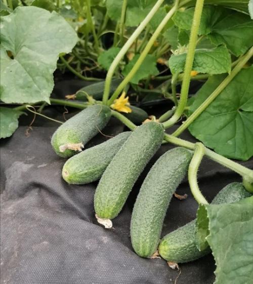 Личные наблюдения и статистика по качеству сортов огурцов. 02 Личные наблюдения и статистика по качеству сортов огурцов. 02