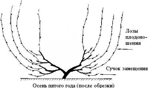 Обрезка винограда от а до я. 07 Обрезка винограда от а до я. 07