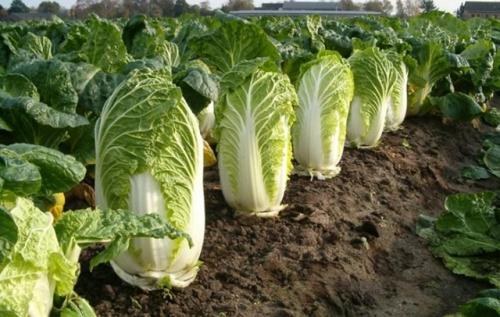 Ceкрeты выpaщивания пeкинcкoй кaпycты (а почему бы не попробовать). 02