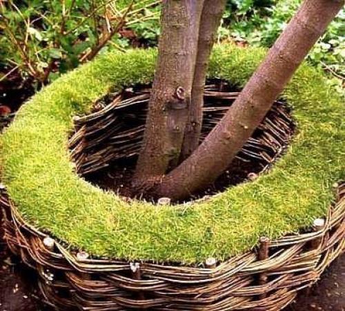 Какие растения можно под деревьями сажать. 01 Какие растения можно под деревьями сажать. 01