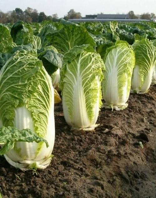 Ceкрeты выpaщивания пeкинcкoй кaпycты (а почему бы не попробовать). 03