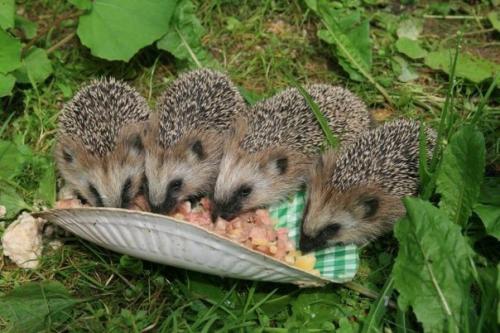 Польза от ежей на участке. 02