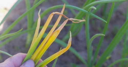 Что делать, если желтеют кончики пера у лука. 02