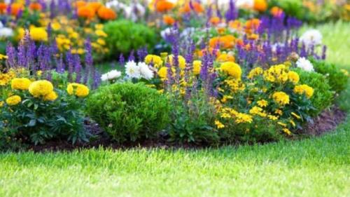 Эффективная универсальная подкормка для всех Видов цветов. 01