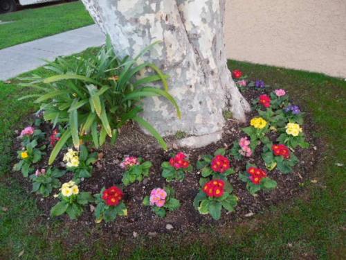 Какие растения можно под деревьями сажать. 03 Какие растения можно под деревьями сажать. 03