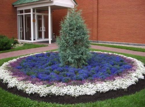 Какие растения можно под деревьями сажать. 06 Какие растения можно под деревьями сажать. 06